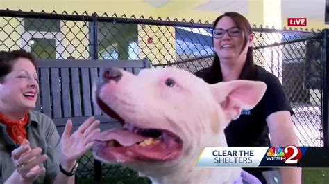 Clear The Shelters: Lake County Animal Services .